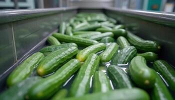 Fresh cucumbers floating in clear water within a large metallic trough, depicting an industrial cleaning or processing step photo