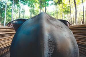 An elephant walking through a lush bamboo forest in Thailand, captured with selective focus to highlight the serene natural setting and majestic presence of the animal photo
