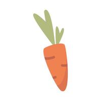 carrot illustration for spring and summer element vector