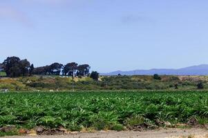 Commercial Agricultural Field With Hills And Blue Sky photo