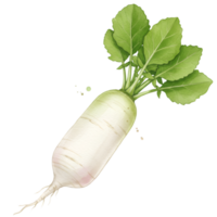 A single daikon radish with green leaves isolated on a plain space in a detailed close up style view on transparent background png