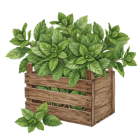 watercolor Lush green mint plant overflowing from a rustic wooden crate against a transparent canvas backdrop scene on transparent background png
