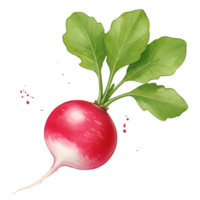 A single radish with green leaves attached to the top on a plain area in a digital rendering style on transparent background png