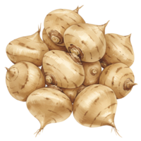 A watercolor pile of jicama roots stacked together on a plain setting with a neutral color palette used here on transparent background png