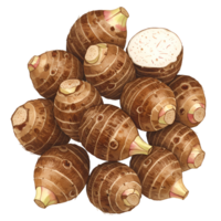 A watercolor pile of taro roots with visible textures and one cut open revealing the inside of the vegetable on transparent background png