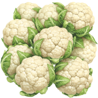 A watercolor cluster of fresh cauliflower heads with vibrant green leaves arranged in a close up composition view on transparent background png