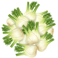 A watercolor collection of fresh fennel bulbs with green stalks and fronds arranged in a close formation view from above on transparent background png