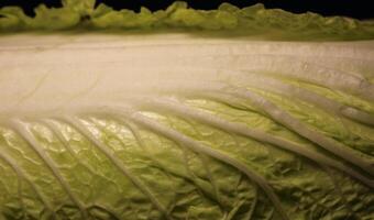 Green Veined Leaf Of Chinese Cabbage Closeup Stock Photo