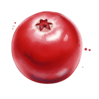 A singular red cranberry berry with a star shaped top on a plain surrounding area view image on transparent background png