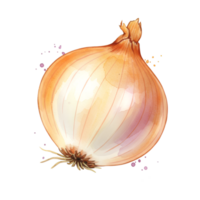 A single bulb onion with a light brown skin and a white base on a plain colored canvas view on transparent background png