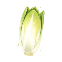 A single endive vegetable with light green leaves is centered against a plain backdrop image view on transparent background png