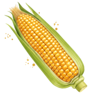 A vibrant ear of maize with fresh green husks and visible kernels against a plain transparent area on transparent background png