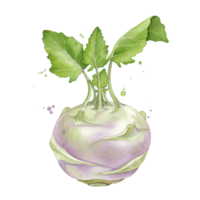 A watercolor painting of a kohlrabi with green leaves on a plain setting for culinary applications on transparent background png