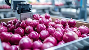 Robotic precision hand placing red onions into delivery box on modern stainless food processing line with clear high key lighting photo