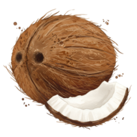 A whole coconut with a piece cut off showing the white flesh on a plain isolated canvas surface view on transparent background png