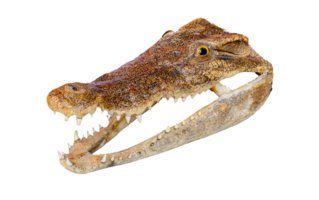 Dried crocodile head with open jaws, showcasing sharp teeth and detailed texture. Isolated on transparent background for educational, scientific, or commercial use, File png