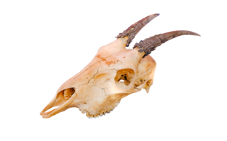 Goat skull with curved horns isolated on transparent background. High resolution image ideal for educational, archaeological, or artistic use, File png