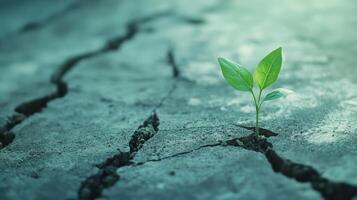Small green plant fresh leaves emerging from broken, arid ground. Symbolizes rebirth, tenacity, and life finding a way photo