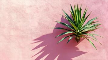 Tropical palm leaf green yucca plant against a textured pink wall, casting a sharp shadow. Minimalist botanical composition with vibrant colors photo