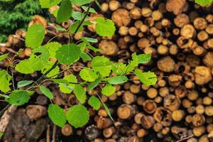 A large pile of cut tree logs stacked in a forest clearing, partially covered by green leaves and vegetation, representing the interaction between logging and nature photo