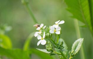 A bee collecting nectar from a vibrant wild radish flower in a natural setting. photo