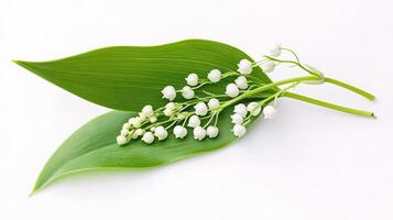 Lily of the valley flowers photo
