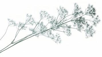 A plant with long stems and leaves photo