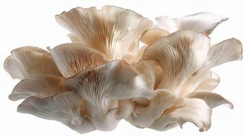 A bunch of mushrooms on a white background photo