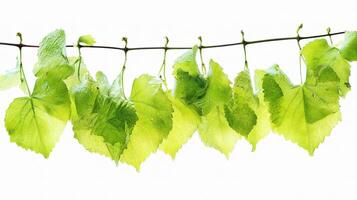 A bunch of green leaves hanging on a vine photo