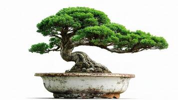 A bonsai tree in a pot on a white background photo
