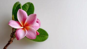 A pink flower with green leaves on a white background photo