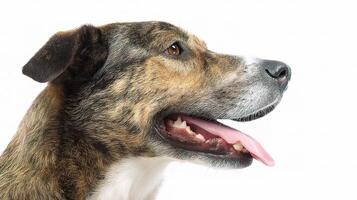 A dog with its tongue out on a white background photo