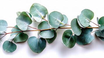 Eucalyptus leaves on white background photo