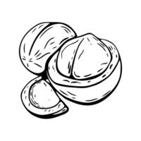 Line art macadamia nut cut open for coloring vector