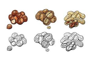 Hazelnut, walnut and peanut illustrations in style vector