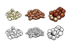 set of colored and line art nuts for coloring vector
