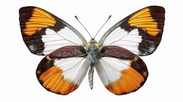 A butterfly with orange, white and black wings photo