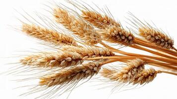 Wheat is a staple food for many people photo