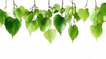 Green leaves hanging from a white background photo