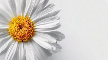A white daisy with yellow center on a white background photo