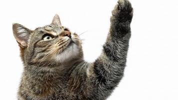 A cat reaching up to a white background photo