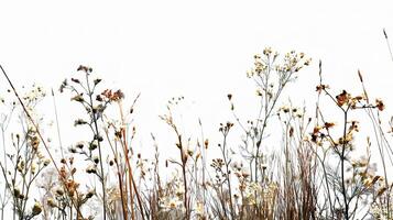 A field of tall grasses with some flowers photo