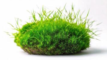 A moss ball is sitting on top of a white surface photo