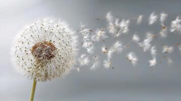 A dandelion blowing seeds in the air photo