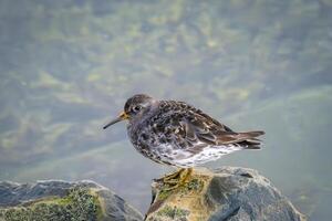wonderful dunlin in the harbor of Vardo in Norway photo