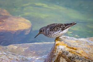 a wonderful dunlin in the harbor of Vardo in Norway photo