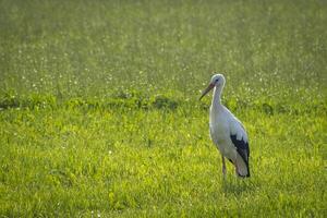 Watching a storch on a green field in Lochau photo
