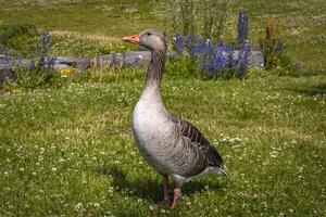 colorful ducks on a green field photo