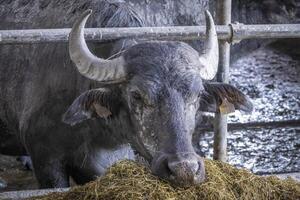 farmsted with an asian buffalo oder karabau in Fussach in Vorarlberg, Austria photo