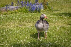 colorful duck on a green field photo